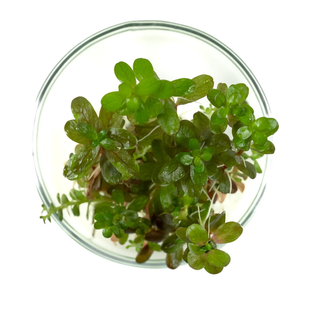 Rotala Colorata Yao Yai in vitro porcja 5 sadzonek